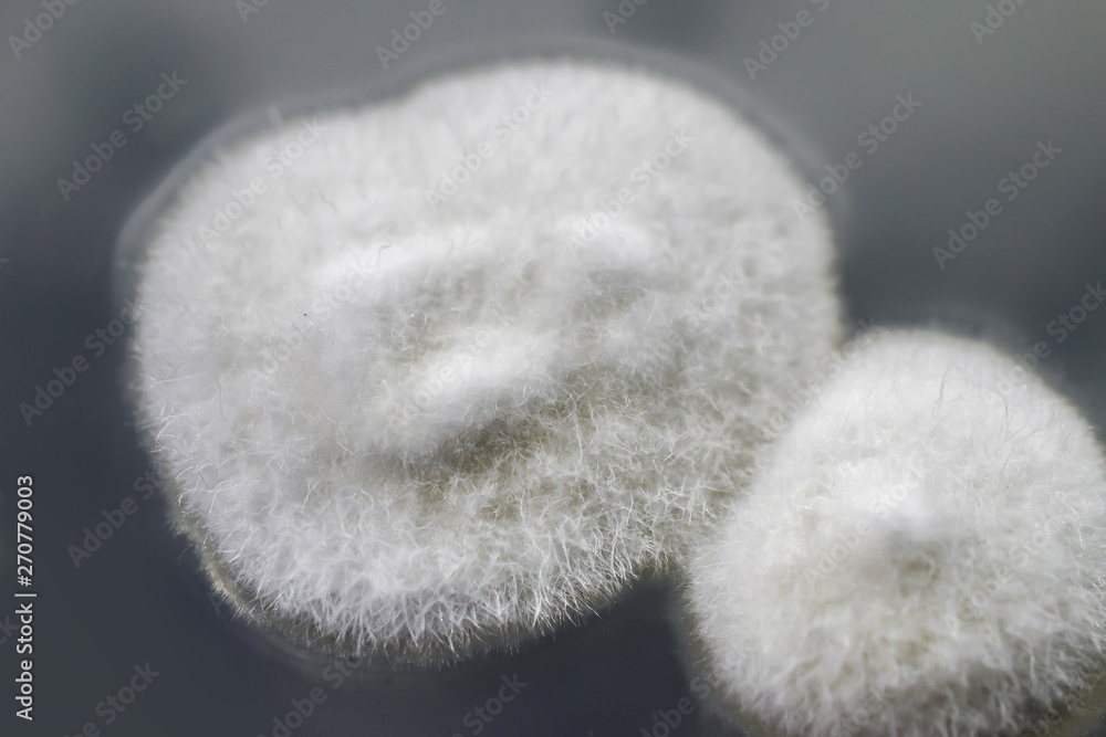 Colony of mold fungus cultivated from indoor air on Petri dish with Sabourad dextrose agar Colony of mold fungus cultivated from indoor air on Petri dish with Sabourad dextrose agar