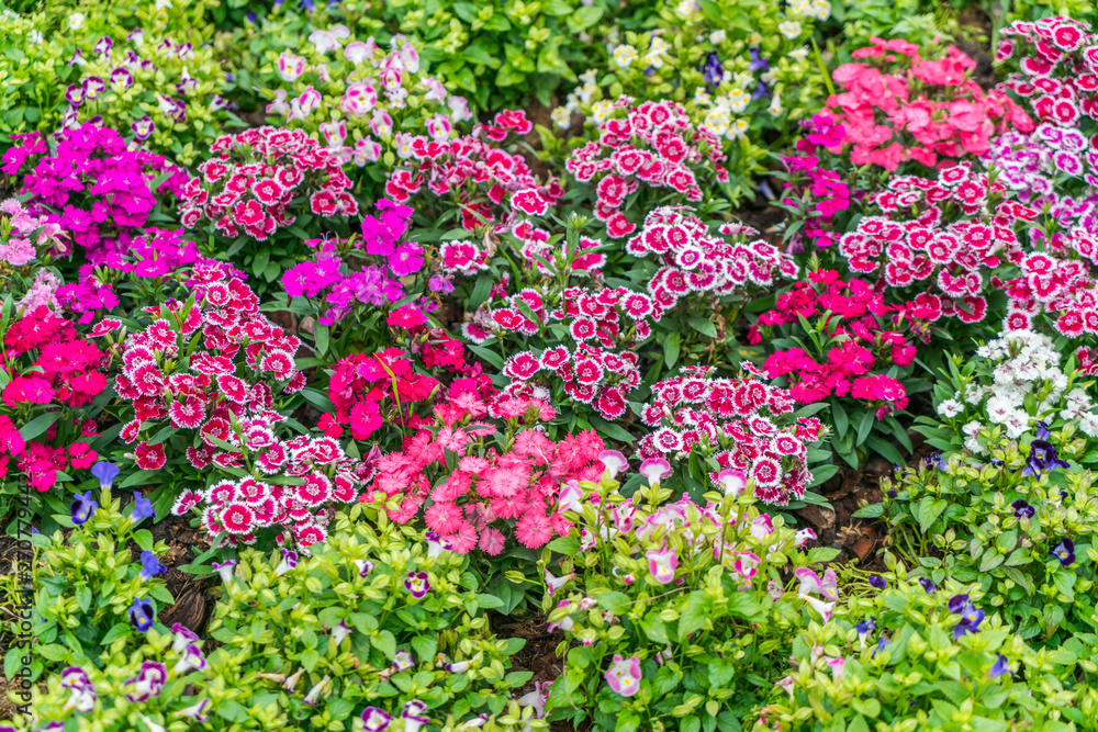 Obraz premium Beautiful flowers background