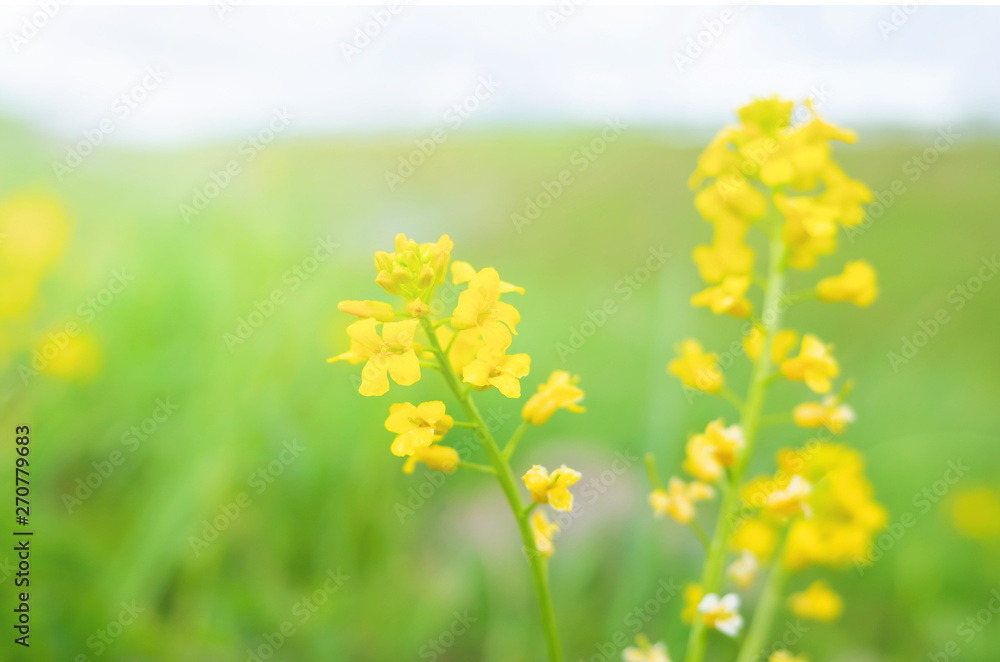 Obraz premium Yellow wildflower close-up against the background of the field. Summer bright background image in yellow and green tones. Copy space.