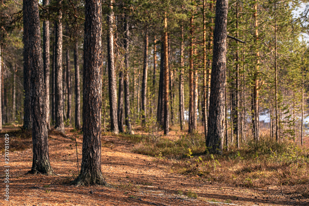 trunks of pines in the Finnish forest in the spring trunks of pines in the Finnish forest in the spring
