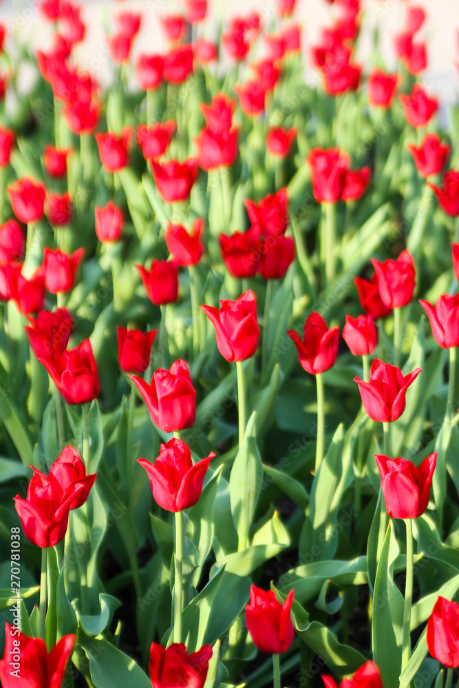 Beautiful garden view of red flowers.