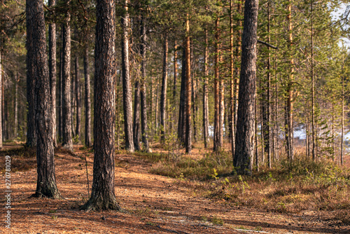 trunks of pines in the Finnish forest in the spring