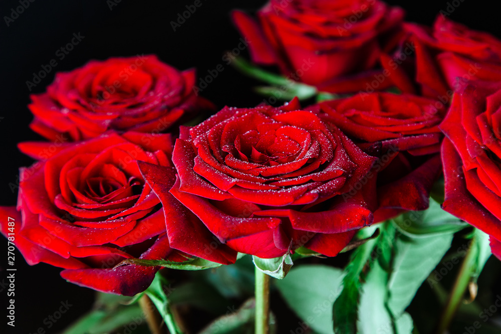 beautiful Burgundy roses of Dutch Red Naomi with dew drops a black background Stock Photo | Adobe Stock