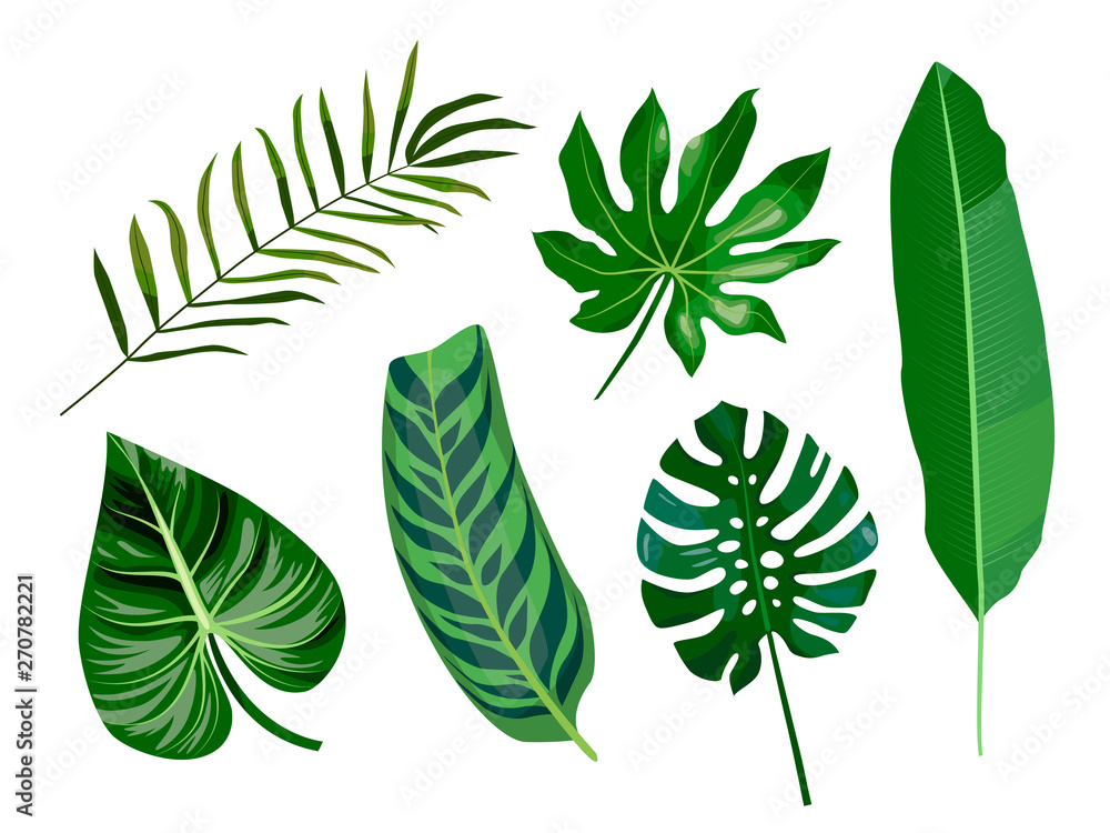 Vector cartoon flat set of tropical leaves, palms, aralia, banana, monstera leaf. Isolated elements for design. Graphic outline drawing collection herb and vegetation monsoon rainforest Vector cartoon flat set of tropical leaves, palms, aralia, banana, monstera leaf. Isolated elements for design. Graphic outline drawing collection herb and vegetation monsoon rainforest
