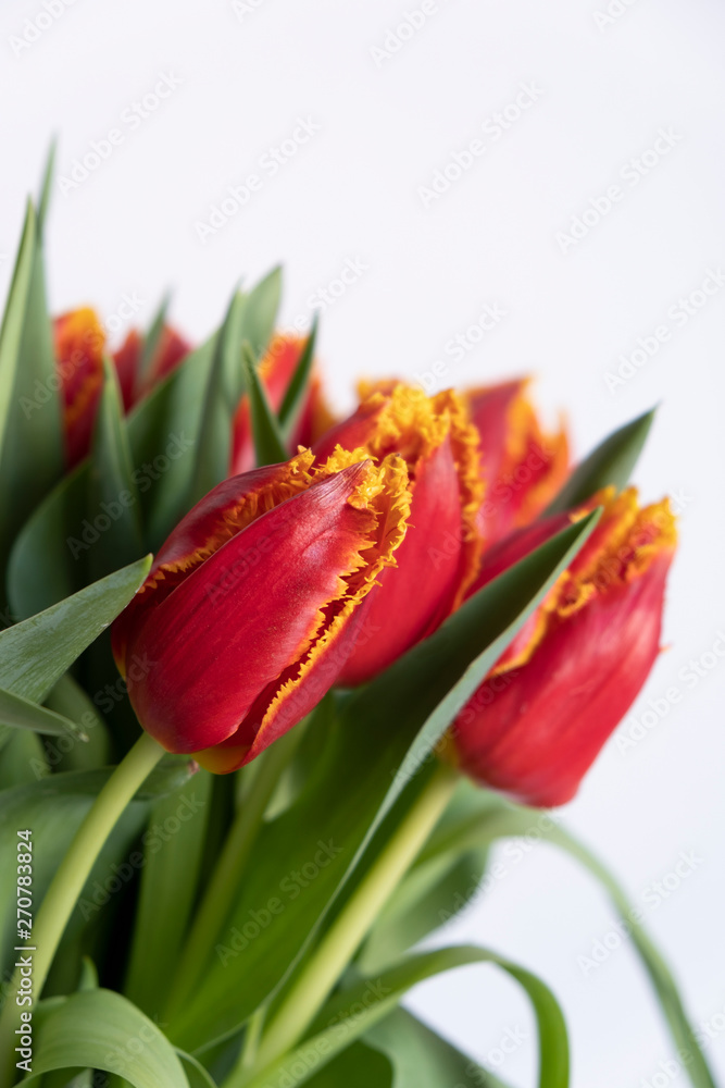 Bouquet of beautiful red tulips Bouquet of beautiful red tulips