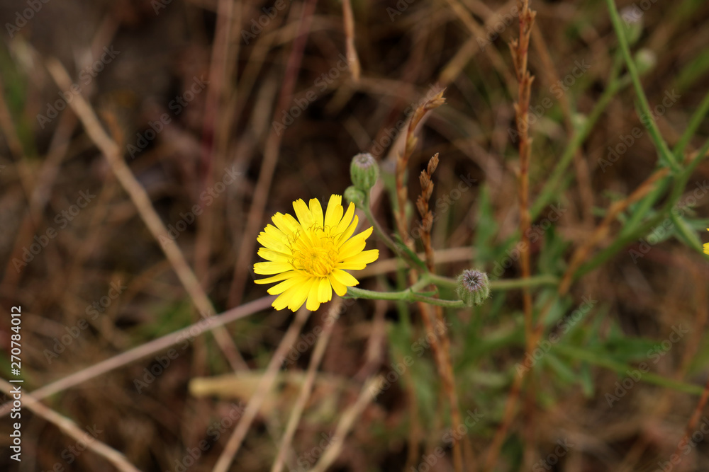Lonely yellow flower. Place for your text Lonely yellow flower. Place for your text