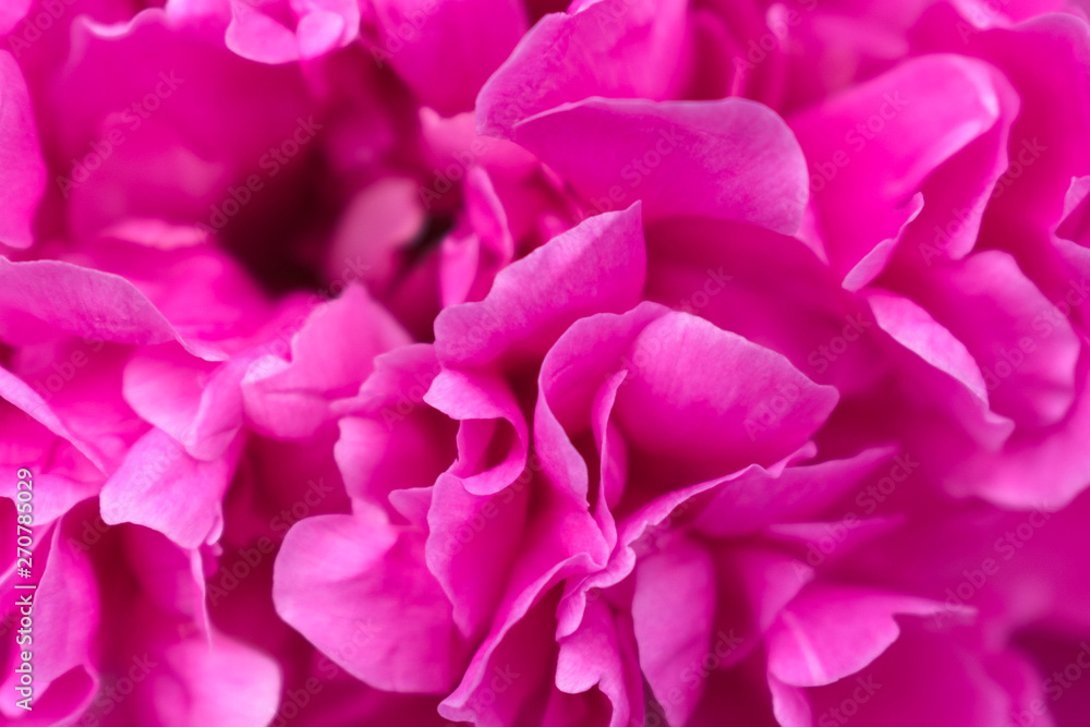 Pink peony Macro. Flower texture