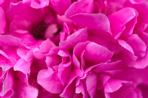 Pink peony Macro. Flower texture