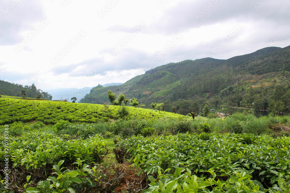 Tea plantation fields in Sri Lankan - Nuwara Eliya, (Hill Country)