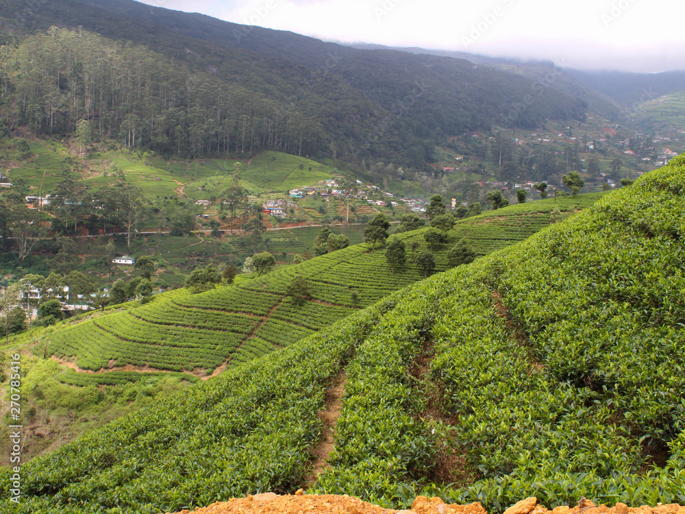 Tea plantation fields in Sri Lankan - Nuwara Eliya, (Hill Country)
