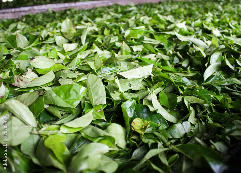 Fermentation of tea leaves, drying process in tea factory - Sri Lanka Fermentation of tea leaves, drying process in tea factory - Sri Lanka