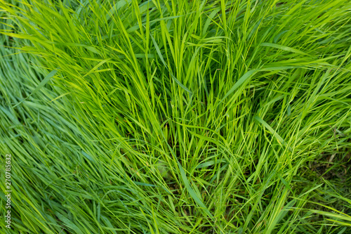 close view of green grass