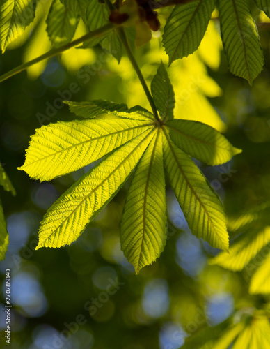 chestnut leaf, detail in backlit