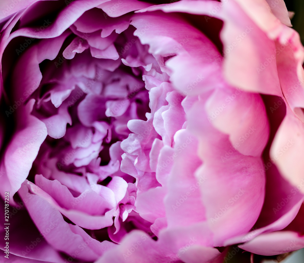 Pink peony as background Pink peony as background