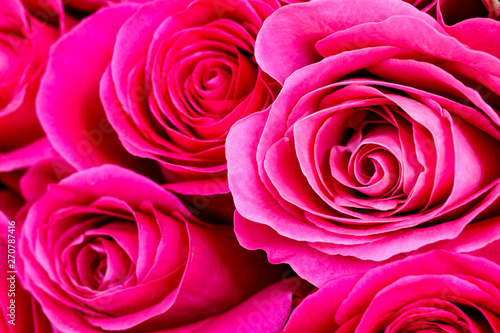 Pink roses as background