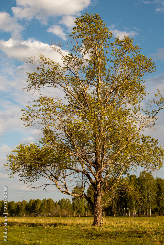 Old lonely poplar standing in the field on a sunny day. Old lonely poplar standing in the field on a sunny day.