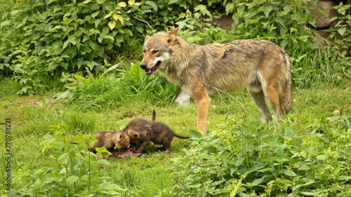 Männlicher Europäischer Wolf (Canis lupus) mit seinen fünf Wochen alten Welpen