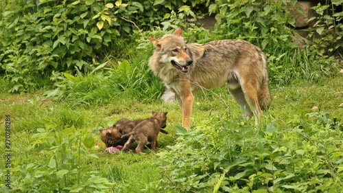 Männlicher Europäischer Wolf (Canis lupus) mit seinen fünf Wochen alten Welpen