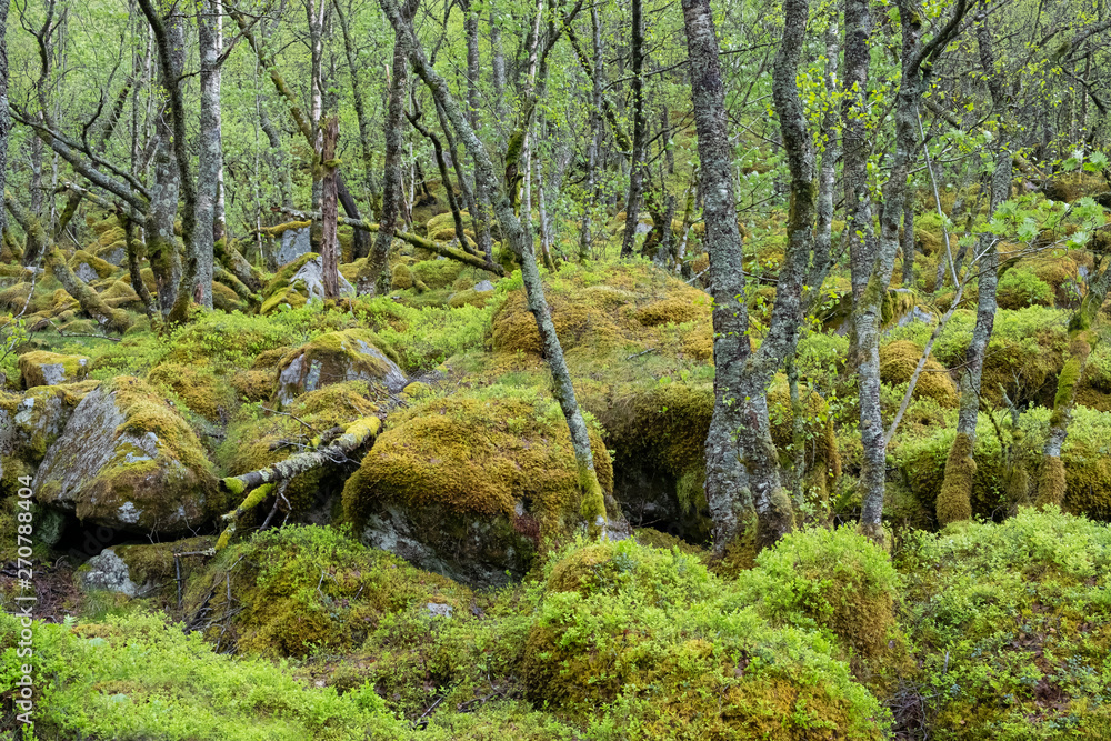 Landscape. The magical forest after the rain with moss covered stones and waves in Norway Landscape. The magical forest after the rain with moss covered stones and waves in Norway