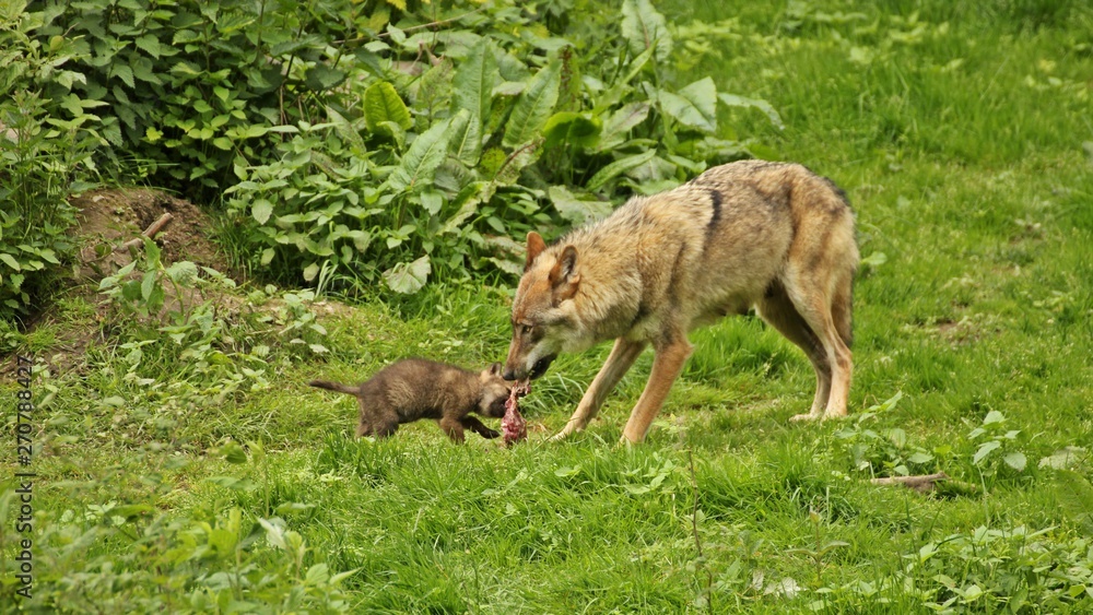 Wölfin (Canis lupus) mit fünf Wochen altem Welpen Wölfin (Canis lupus) mit fünf Wochen altem Welpen