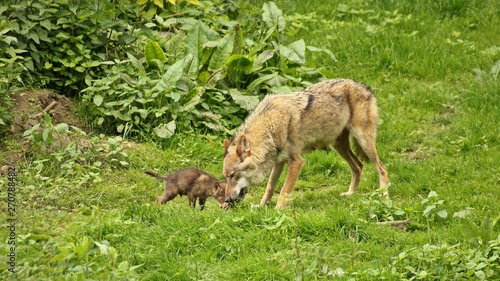 Wölfin (Canis lupus) mit fünf Wochen altem Welpen © Schmutzler-Schaub