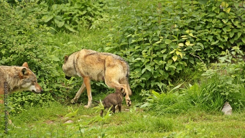 Wolfspaar (Canis lupus) mit fünf Wochen altem Welpen