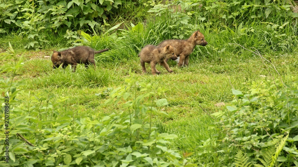 Fünf Wochen alte Wolfswelpem (Canis lupus) vor ihrer Höhle Fünf Wochen alte Wolfswelpem (Canis lupus) vor ihrer Höhle