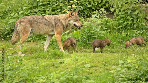 M  nnlicher Europ  ischer Wolf  Canis lupus  mit seinen f  nf Wochen alten Welpen