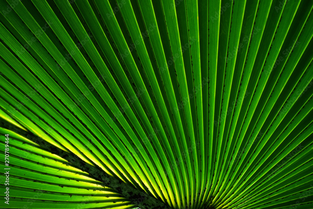 green palm leaf with line green palm leaf with line