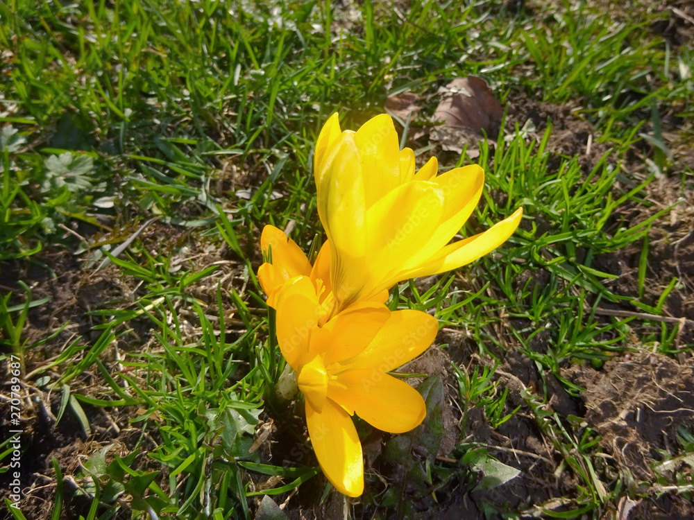 Obraz premium gelbe krokusse im frühling