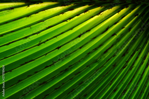 green palm leaf with line