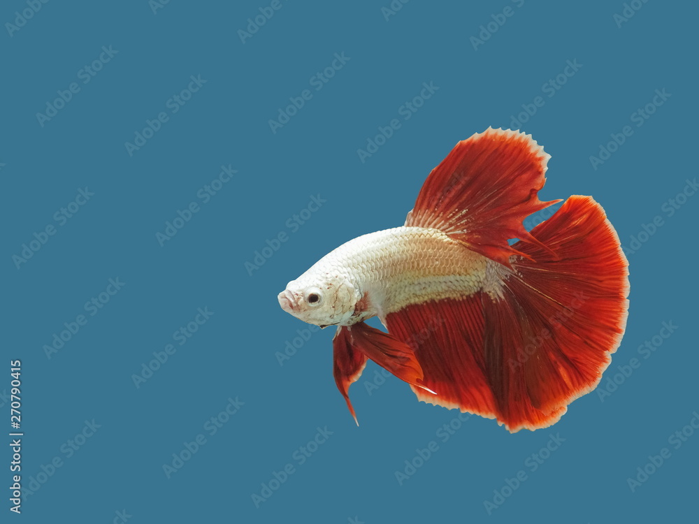 Fancy white-red Long Tail Halfmoon Betta or Siamese Fighting Fish diving in fish glass tank isolated on blue background. Fancy white-red Long Tail Halfmoon Betta or Siamese Fighting Fish diving in fish glass tank isolated on blue background.