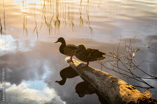 Summer sunset on the lake with two ducks resting calm
