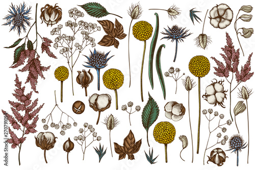 Vector set of hand drawn colored  astilbe, craspedia, blue eryngo, lagurus, cotton, gypsophila