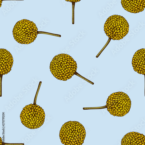 Seamless pattern with hand drawn colored craspedia