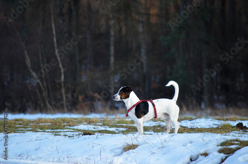 Hund im Schnee