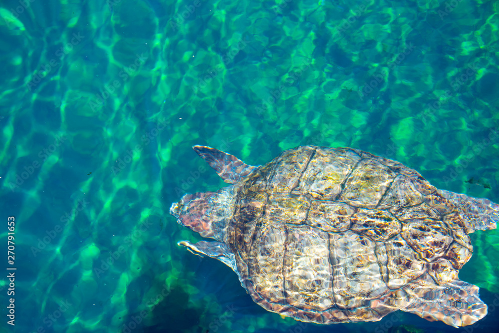 Obraz premium Green Turtle