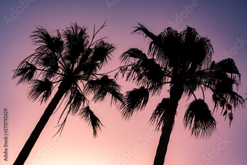 Vibrant Tropical Summer Background With Palm Trees at Sunset