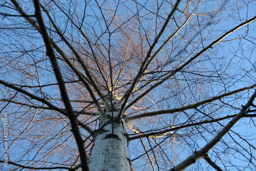 Fototapeta Naklejka Na Ścianę i Meble -  brzoza1