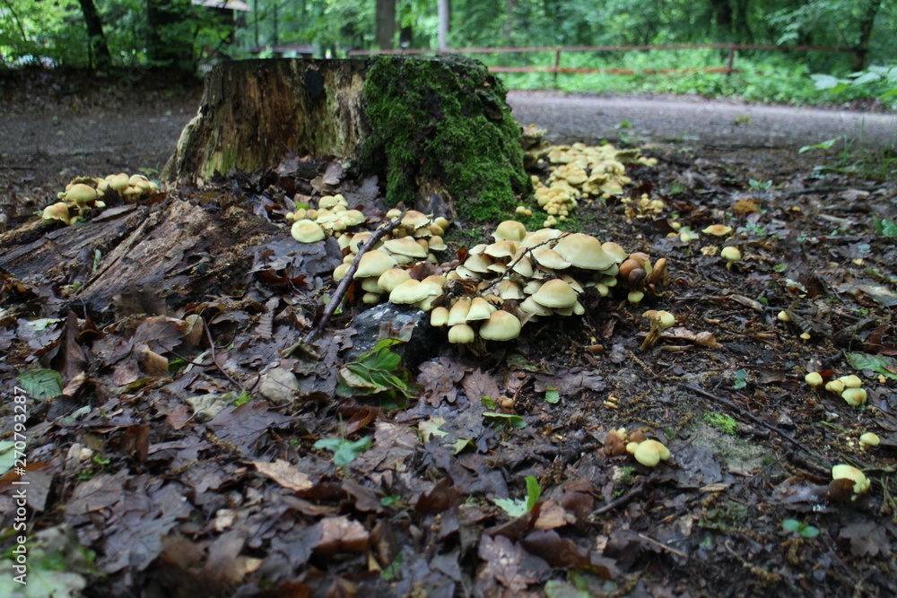 Obraz premium Mushroom on tree trunk in Kačín, Malé Karpaty, Slovakia