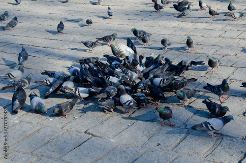 isolated crowd of pigeons on street, city doves eating from street
