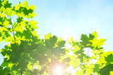 Young green foliage foliage on a clear blue sky. The sun's rays and glare shine through the foliage of maple, background