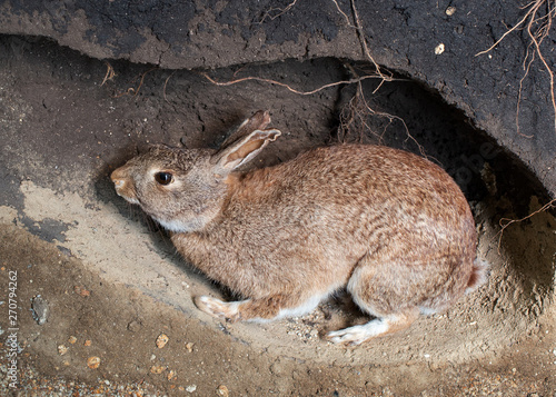 Canvas Print Wild rabbit in a burrow. Animal den