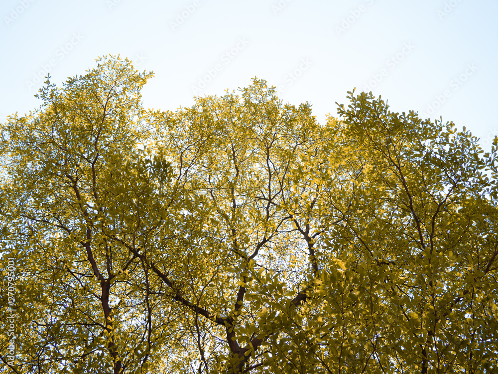 Fototapeta premium Yellow tree bush on blue sky and sunshine,Yellow leaves, nature background, bordered with trees at nice sunny weather