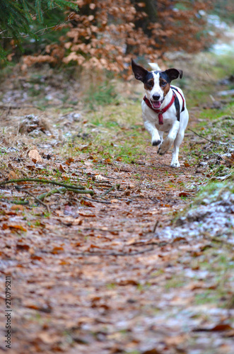 Jack Russell