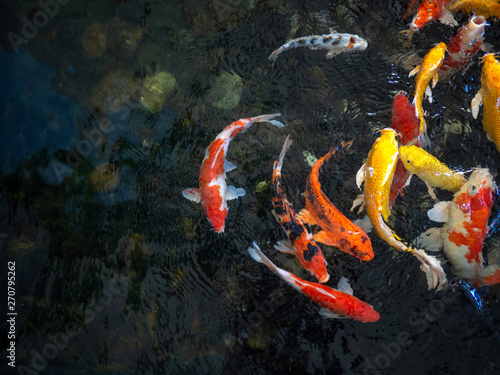 фотографія Colorful fancy carp fish, koi fish, Fish Japanese swimming (Cyprinus carpio) bea