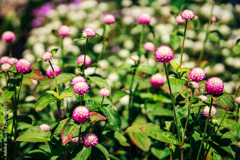 Globe Amaranth pink flowers with white center Globe Amaranth pink flowers with white center