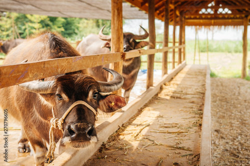 Asian water buffalo in local dairy farm in Southeast Asia
