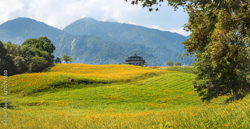 Obraz premium Beautiful orange daylily flower farm on Sixty Rock Mountain (Liushidan mountain) with blue sky and cloud, Fuli, Hualien, Taiwan, close up, copy space