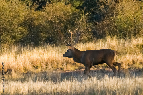 Red Deer in calden forest environment, Pampas, Argentina © foto4440